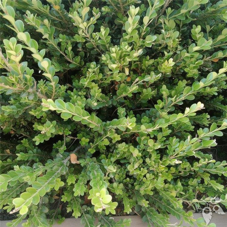 Boxwood Japanese 3g