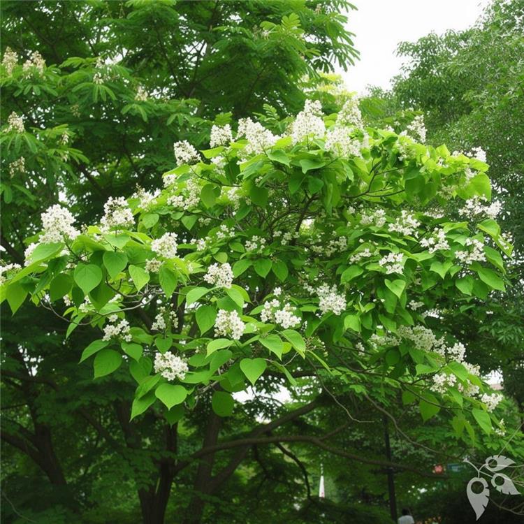 Catalpa #15 1.25"