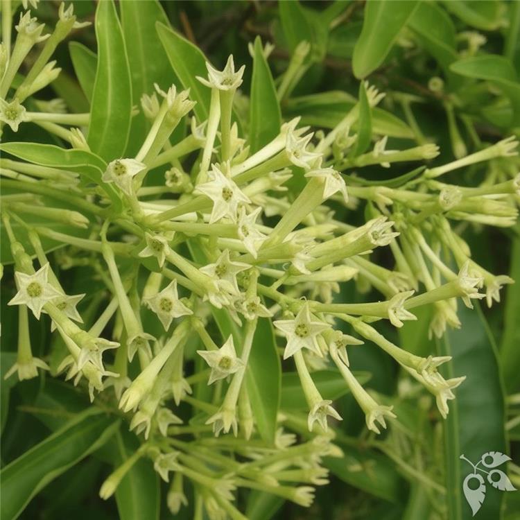 Jasmine Night Blooming 3g