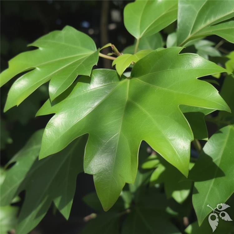 Hang Bskt Cissus rhombifolia 8"