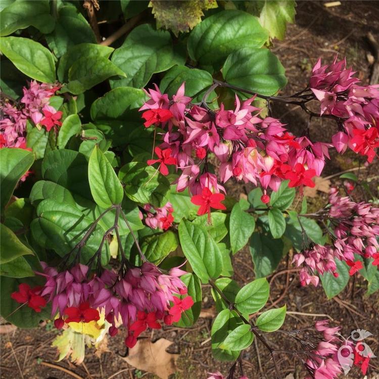 Clerodendrum Bleeding Heart WHITE 3g 3g