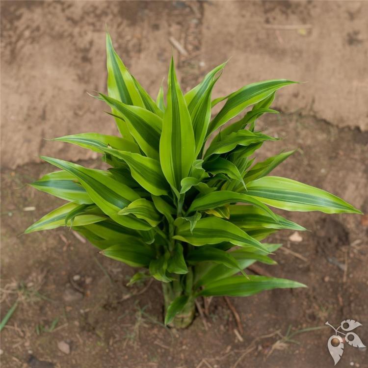 Bamboo Lucky Curly 12"