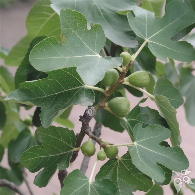 Fig 7g