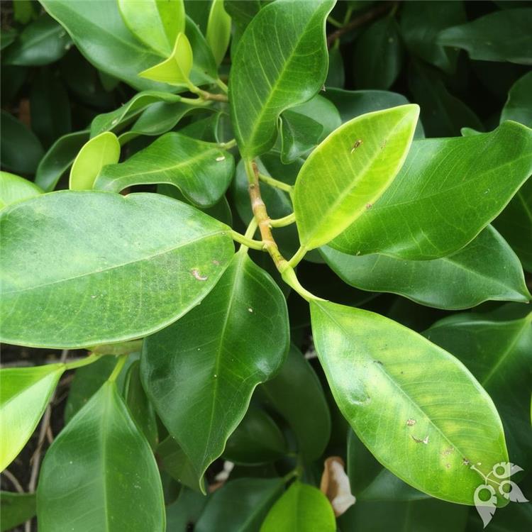 Ficus Ginseng Retusa 10"
