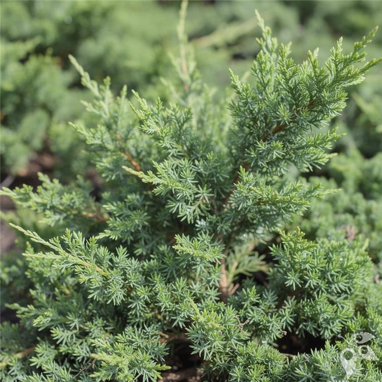 Juniper procumbens 3g