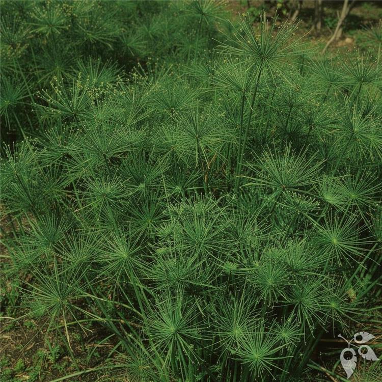 Papyrus Giant 3g