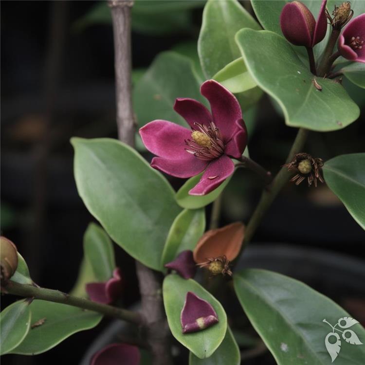 Michellia figo 65g