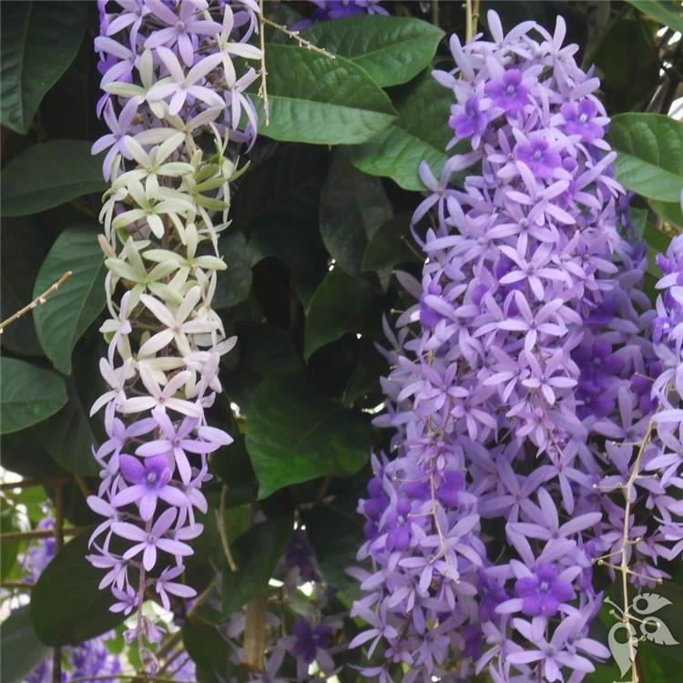 Petrea Queen's Wreath Trellis 7g