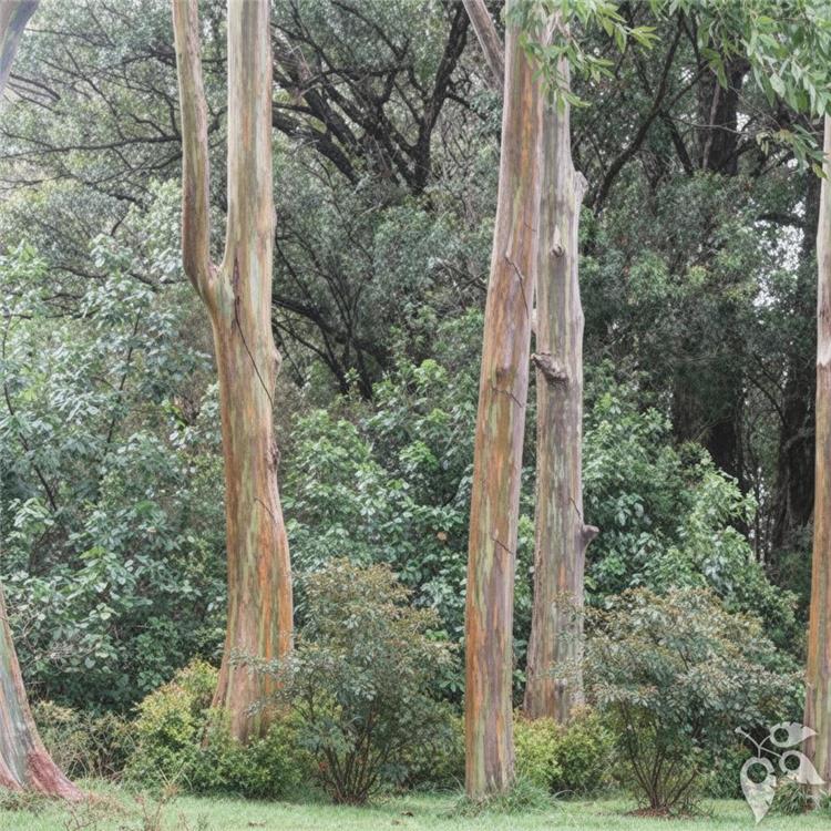 Eucalyptus Rainbow 15g