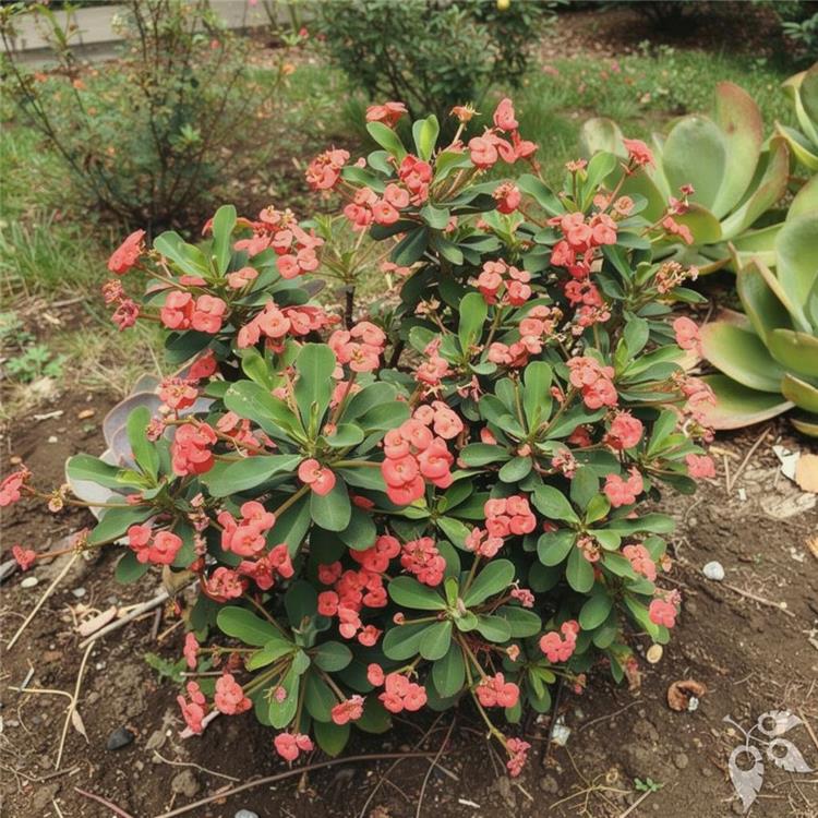 Crown of Thorns 3g