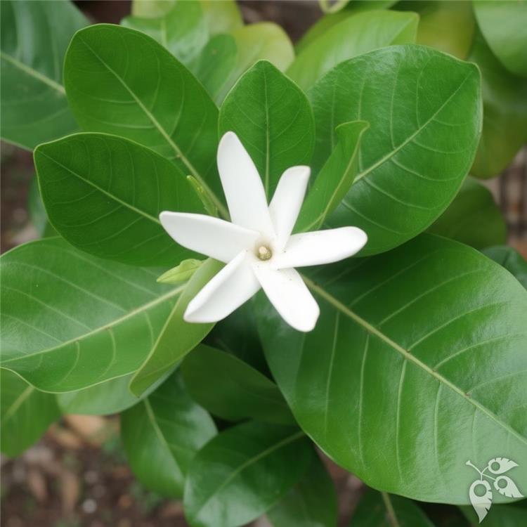 Gardenia Tahitian Dwarf 3g