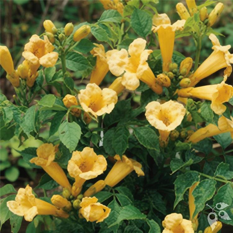 Trumpet Vine 'Flava' Yellow #2