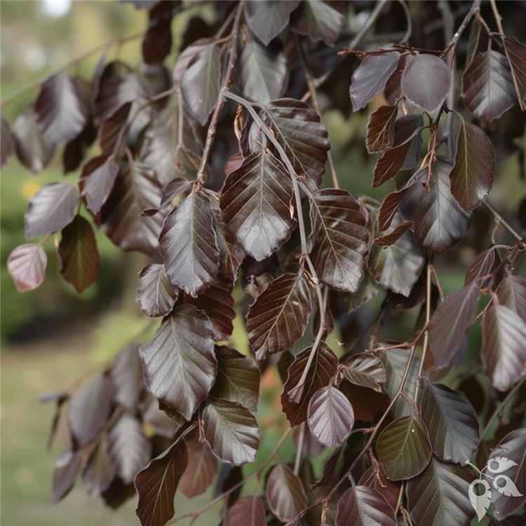 Beech 'Purple Fountain' Weeping #6 #6
