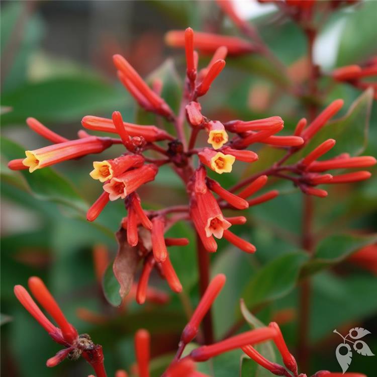 Firebush Calusa 3g