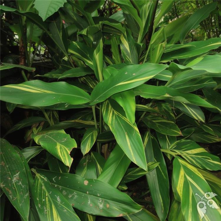 Ginger Shell Variegated 3g