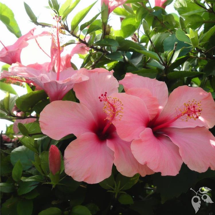 Hibiscus Fiesta 3g