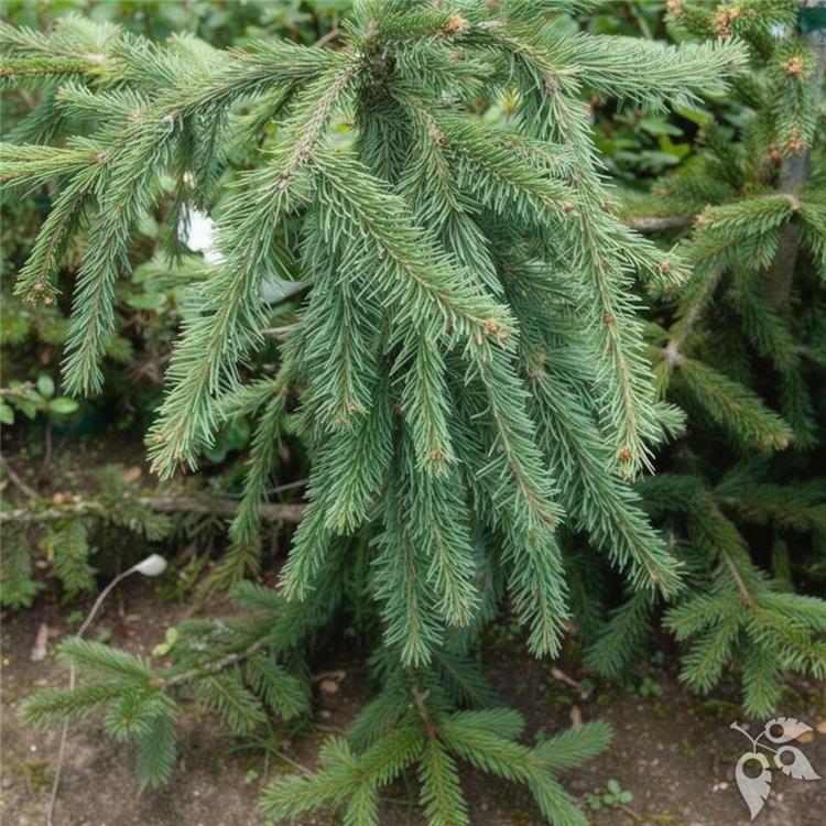 Spruce Norway 'Pendula' Prostrate Form #6 Pot