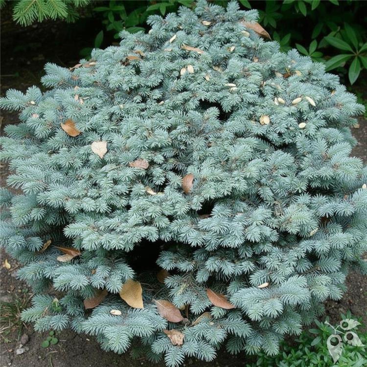 Spruce, Colorado 'Blue Globe' Standard #10 #10 Pot Standard