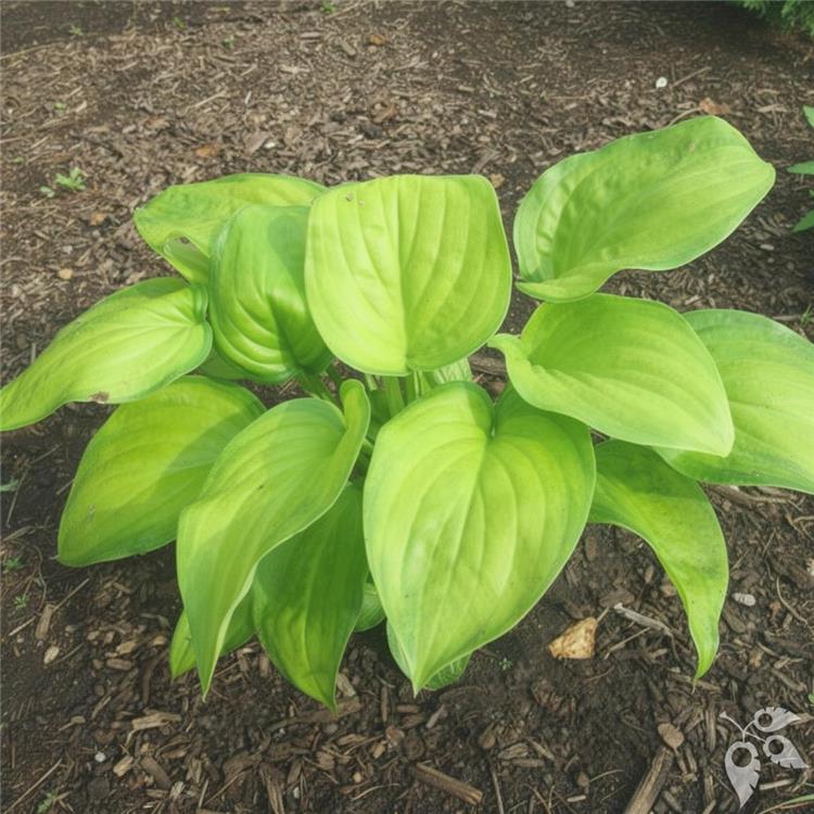 Hosta 'Guacamole' #1 #1