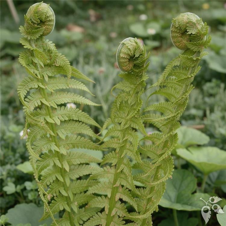 Fern, Ostrich 'The King' #1 #1