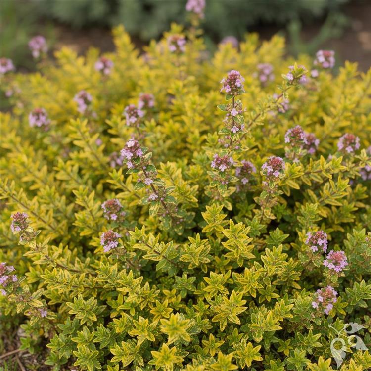 Thyme Lemon UA 1g