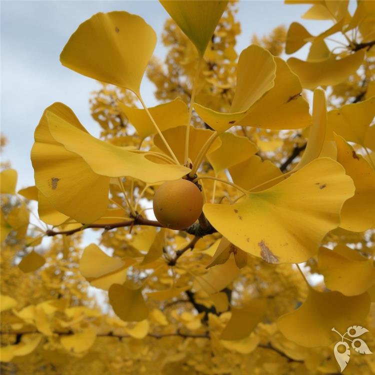 Ginkgo, 'Autumn Gold' #10