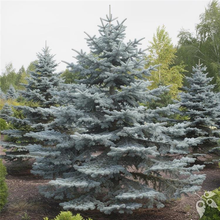 Spruce, Colorado 'Monty' #6 #6 Pot