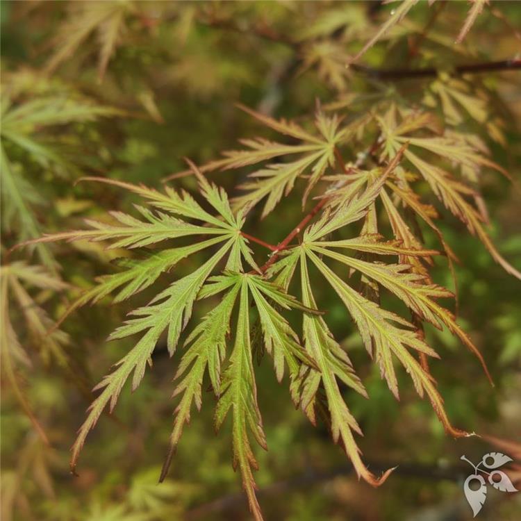 Maple, Korean 'Ice Dragon' #15 #15 Box