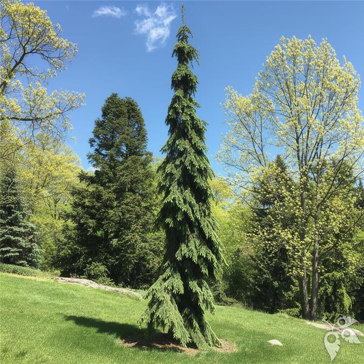 Spruce, White 'Weeping' #6 30-36" #6 30-36"