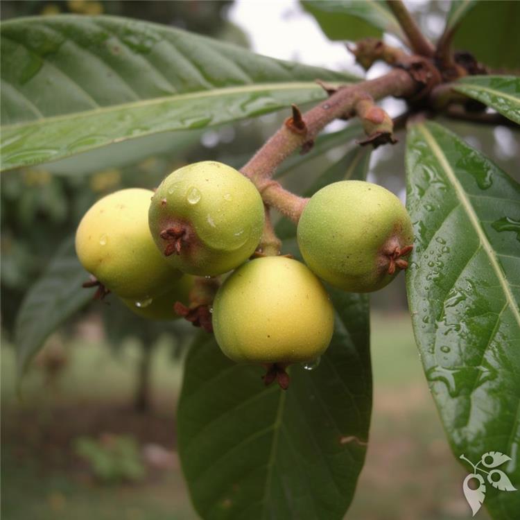 Loquat UA 7g