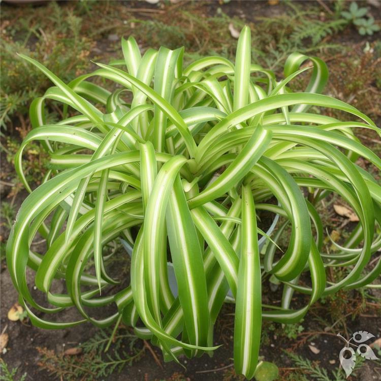 Hang Bskt Spider Plant Curly Bonnie 8"