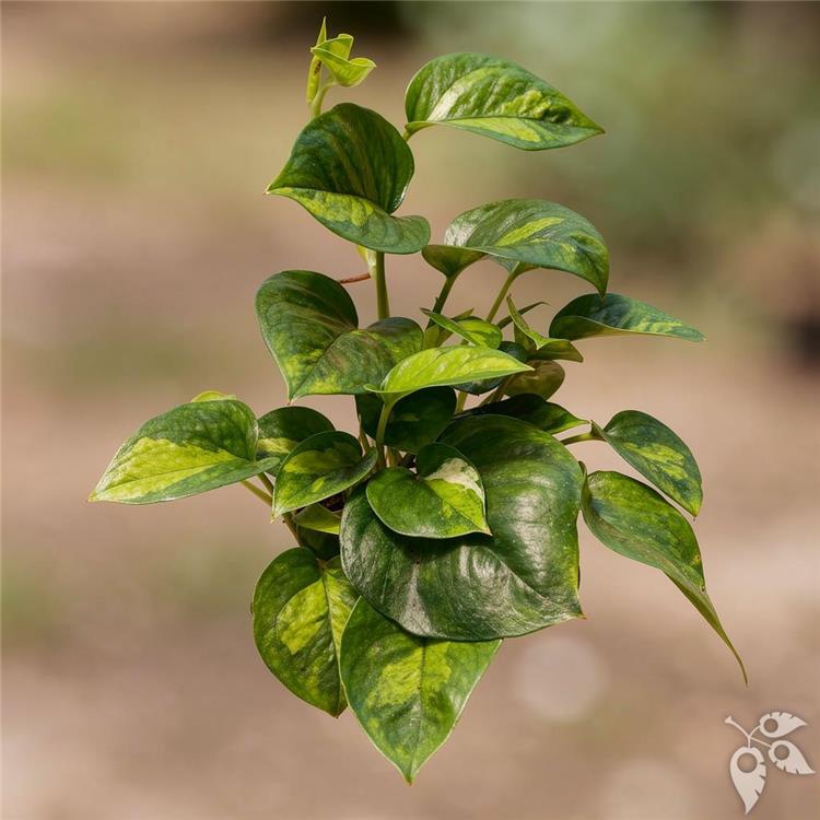 Hang Bskt Pothos Global Green 8"