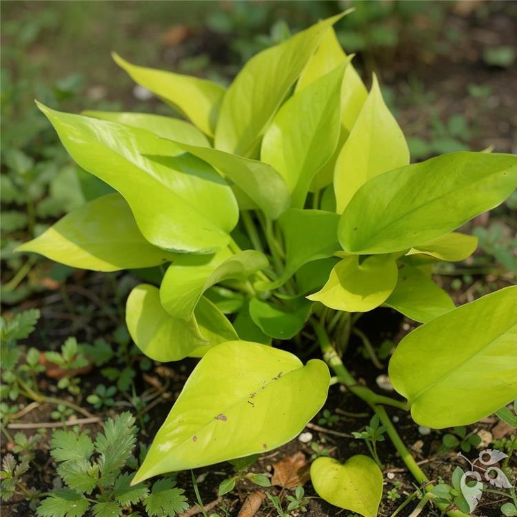 Pothos Neon 6"