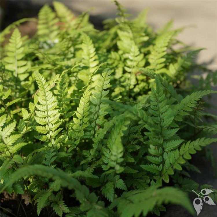 Fern Korean Rock 6"