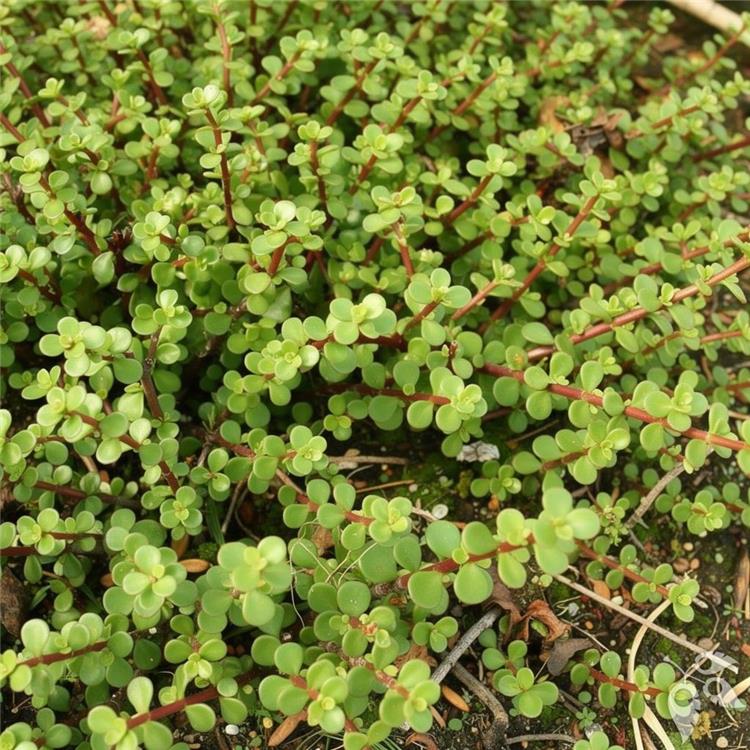 Portulacaria Afra Std 10"