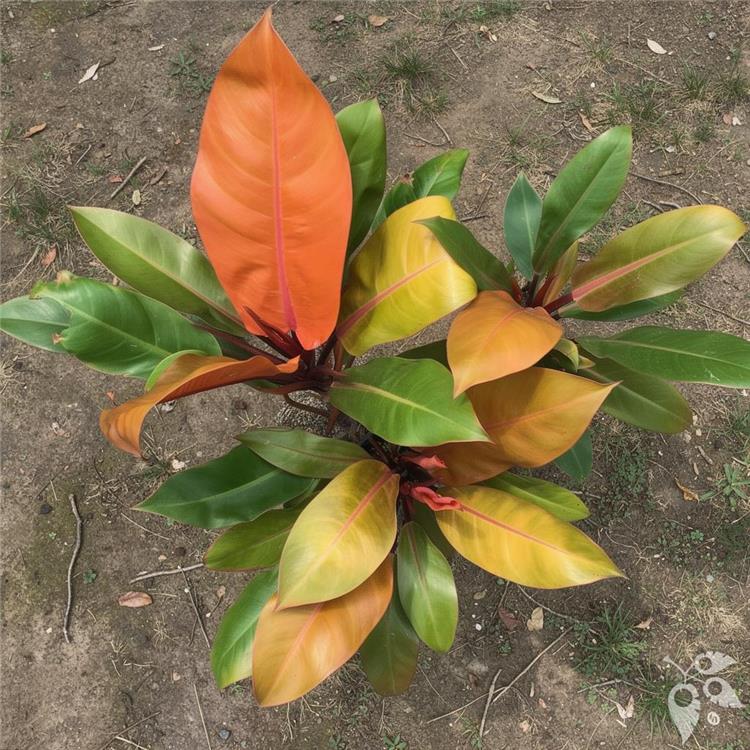Philodendron Orange Marmalade 8"