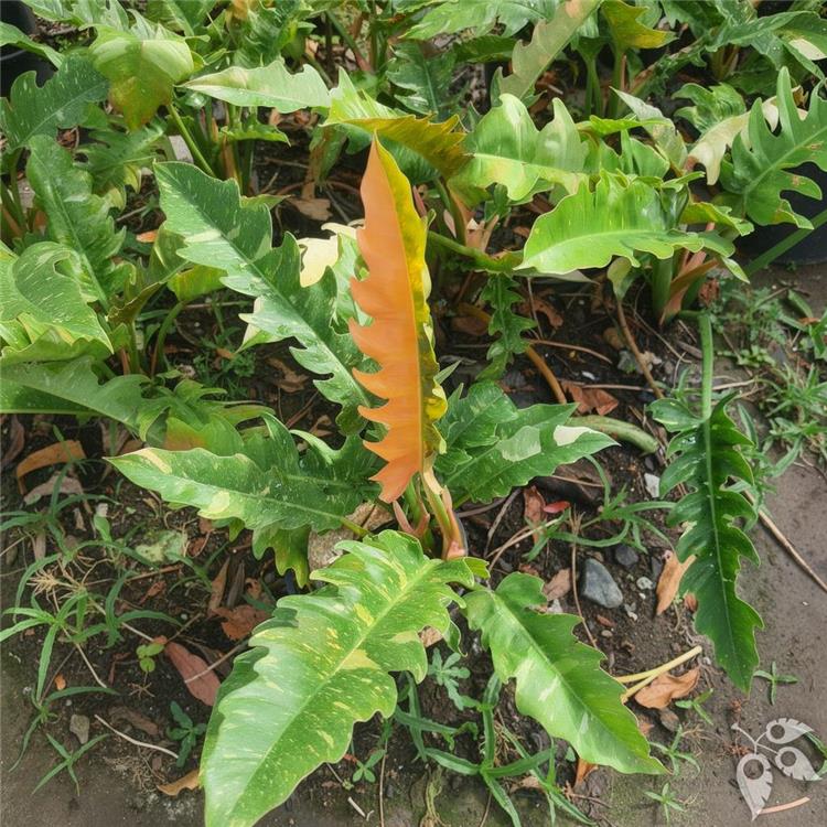 Philodendron Ring of Fire 6"