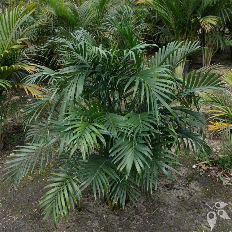 Chamaedorea Cat Palm 12"