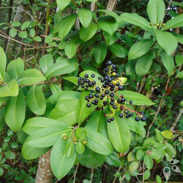 Marlberry 3g