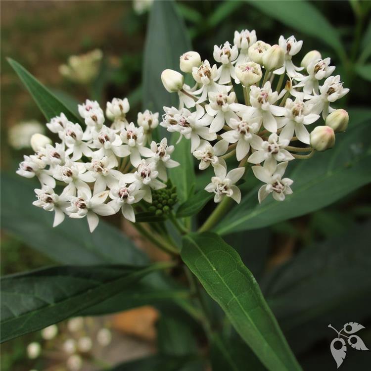 Milkweed Aquatic 1g