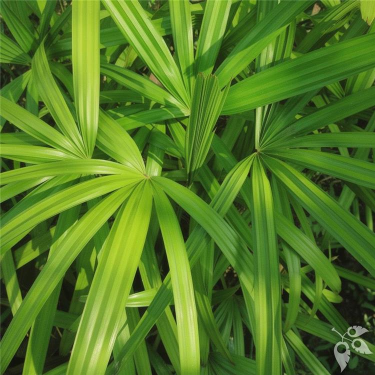 Palm Rhapis Lady 7g