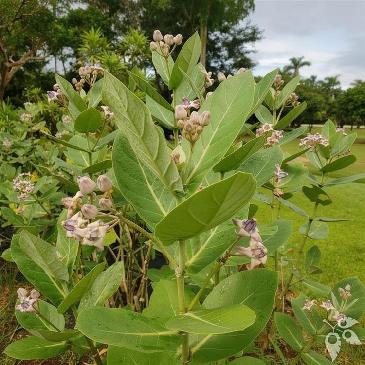 Milkweed Giant 7g