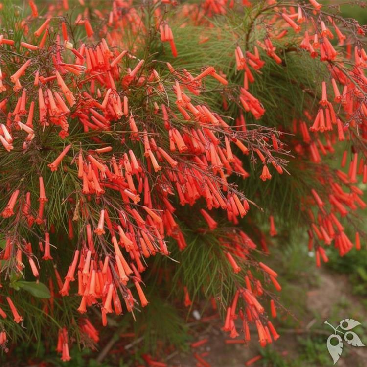Firecracker RED 3g
