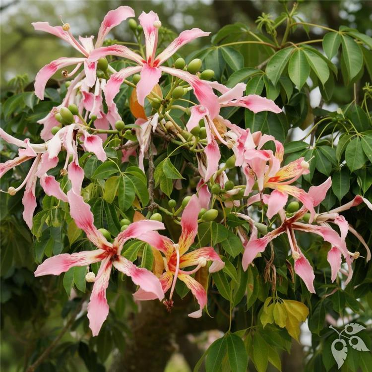 Silk Floss Tree - Grafted 1g
