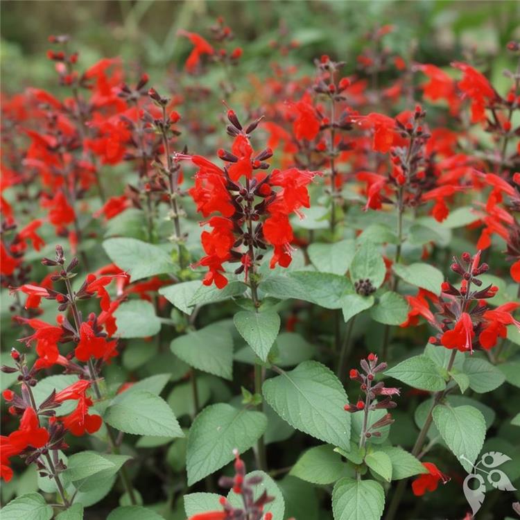 Salvia coccinea 3g
