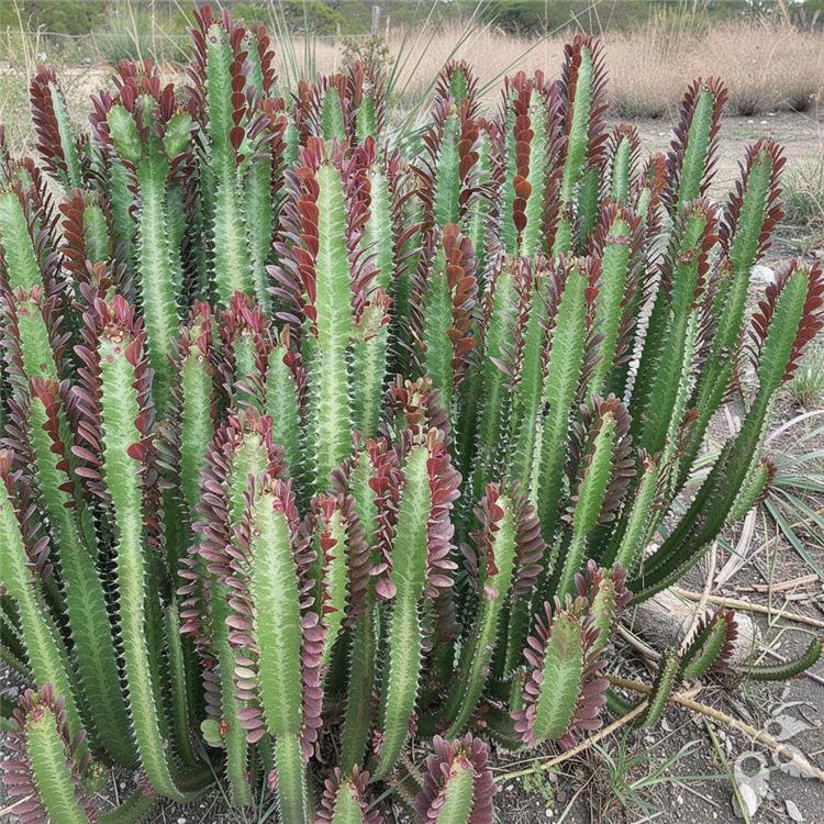 Euphorbia Trigona 6"